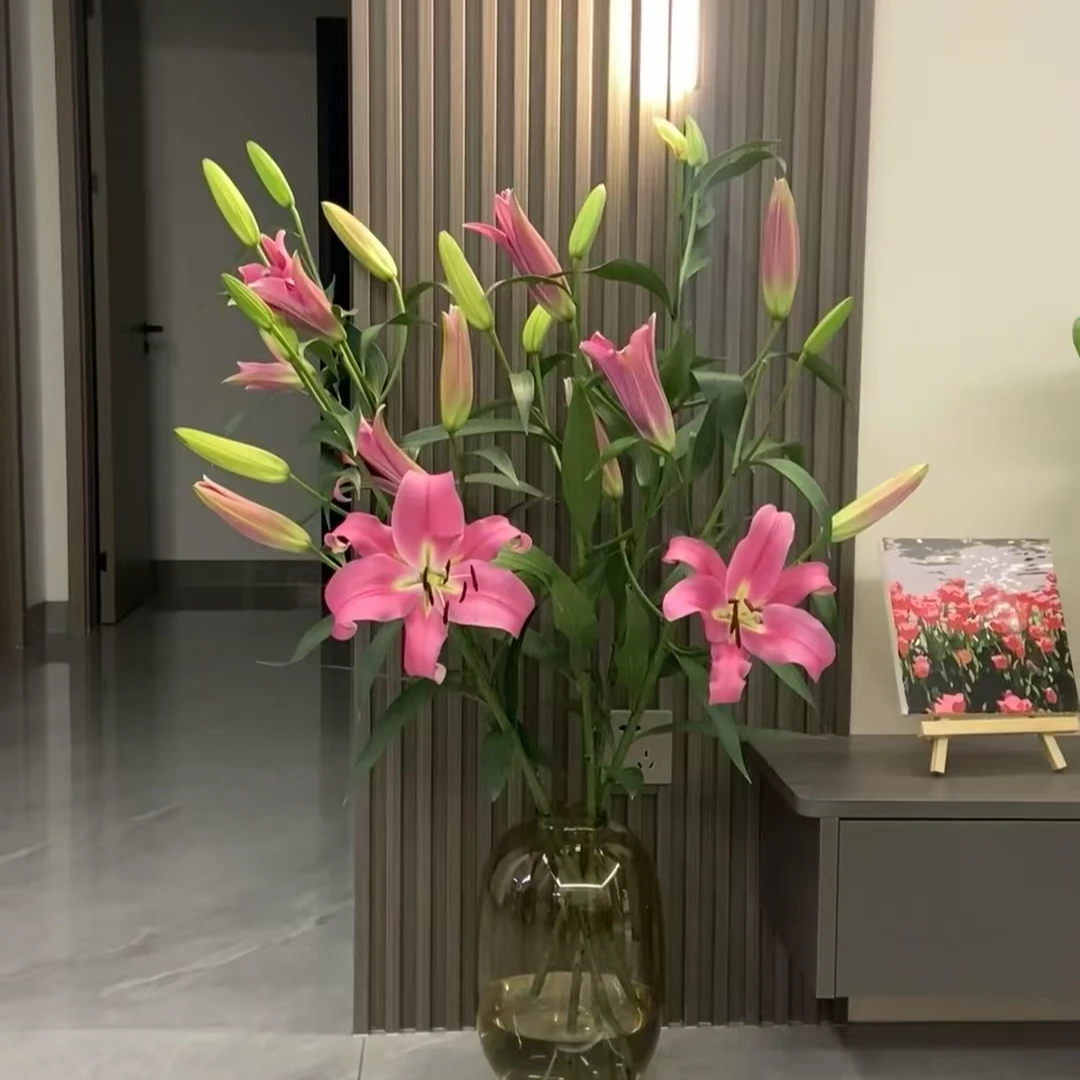 【年宵甄选--普拉芬多特级百合】多头百合/大花苞