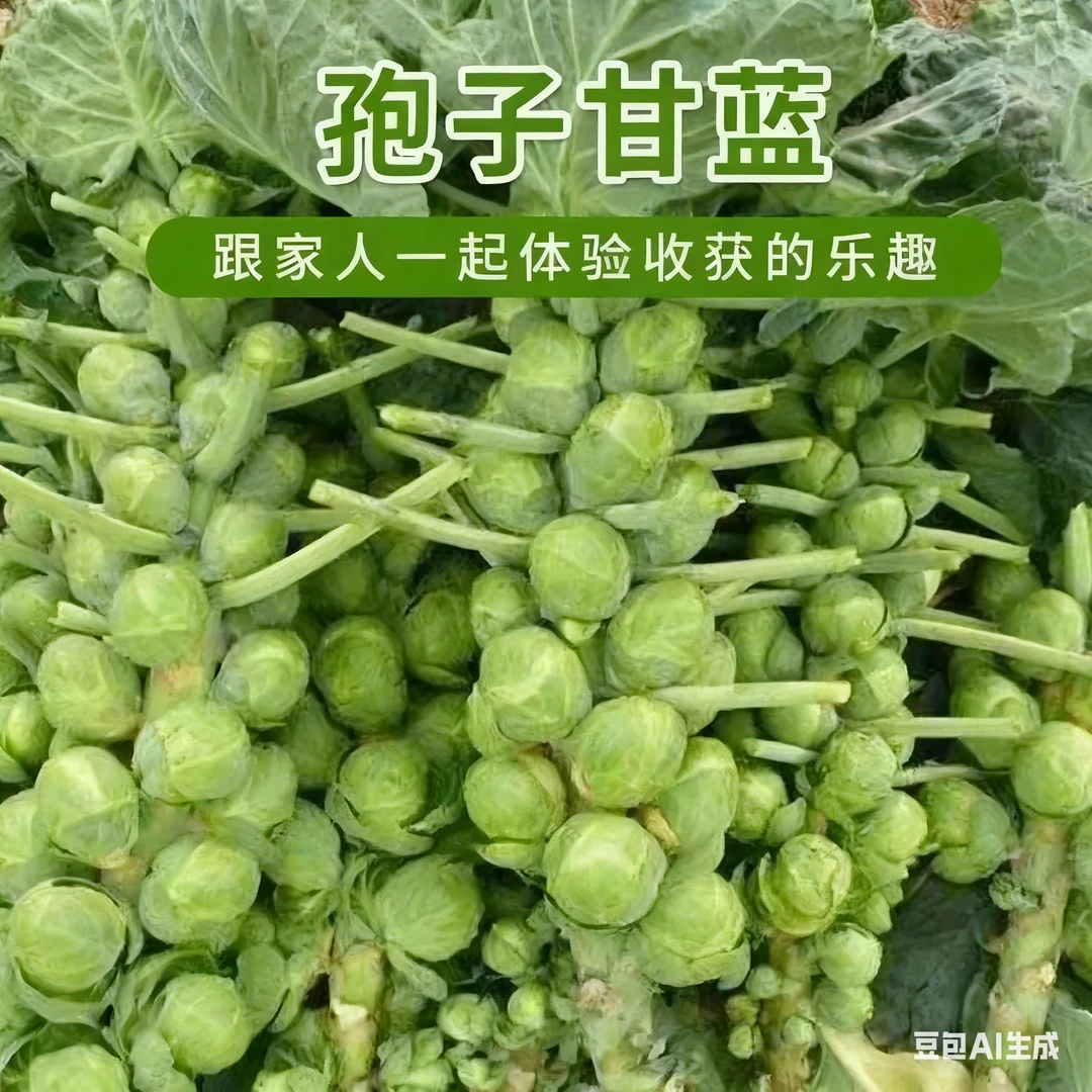 【ZS】孢子甘蓝种子甘蓝菜子甘兰小包心菜四季播阳台盆栽蔬菜籽种孑