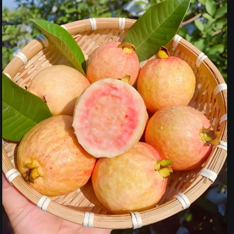虹越芭乐番石榴果树盆栽牛奶雪糕南方种植果苗阳台庭院地栽