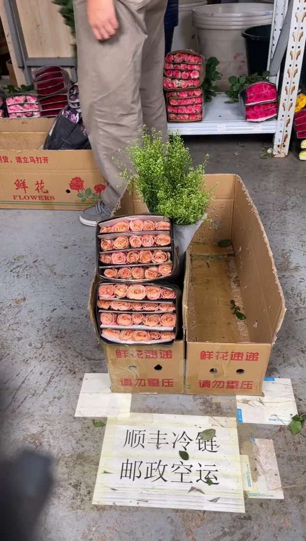 卡布3扎 +绿林草