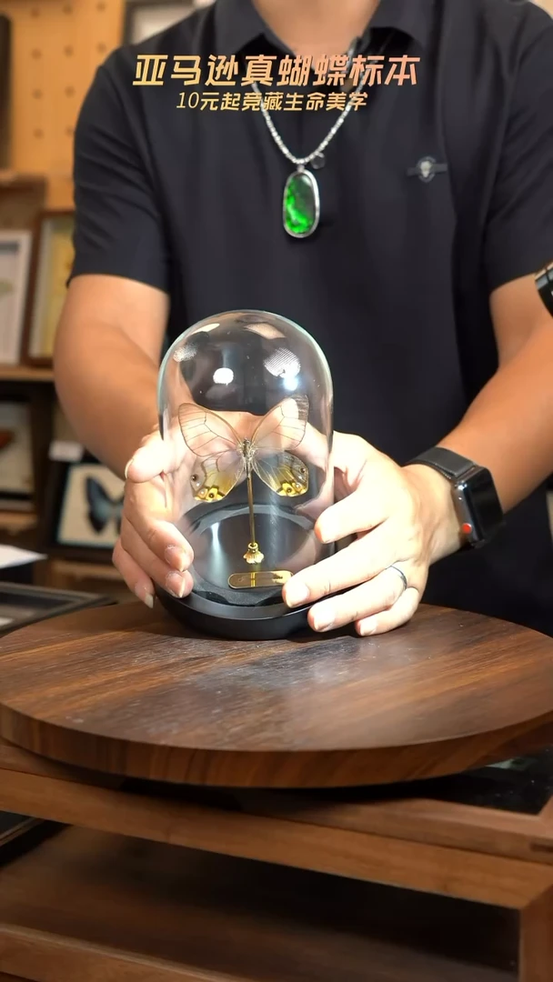 黄晶眼蝶小号玻璃罩