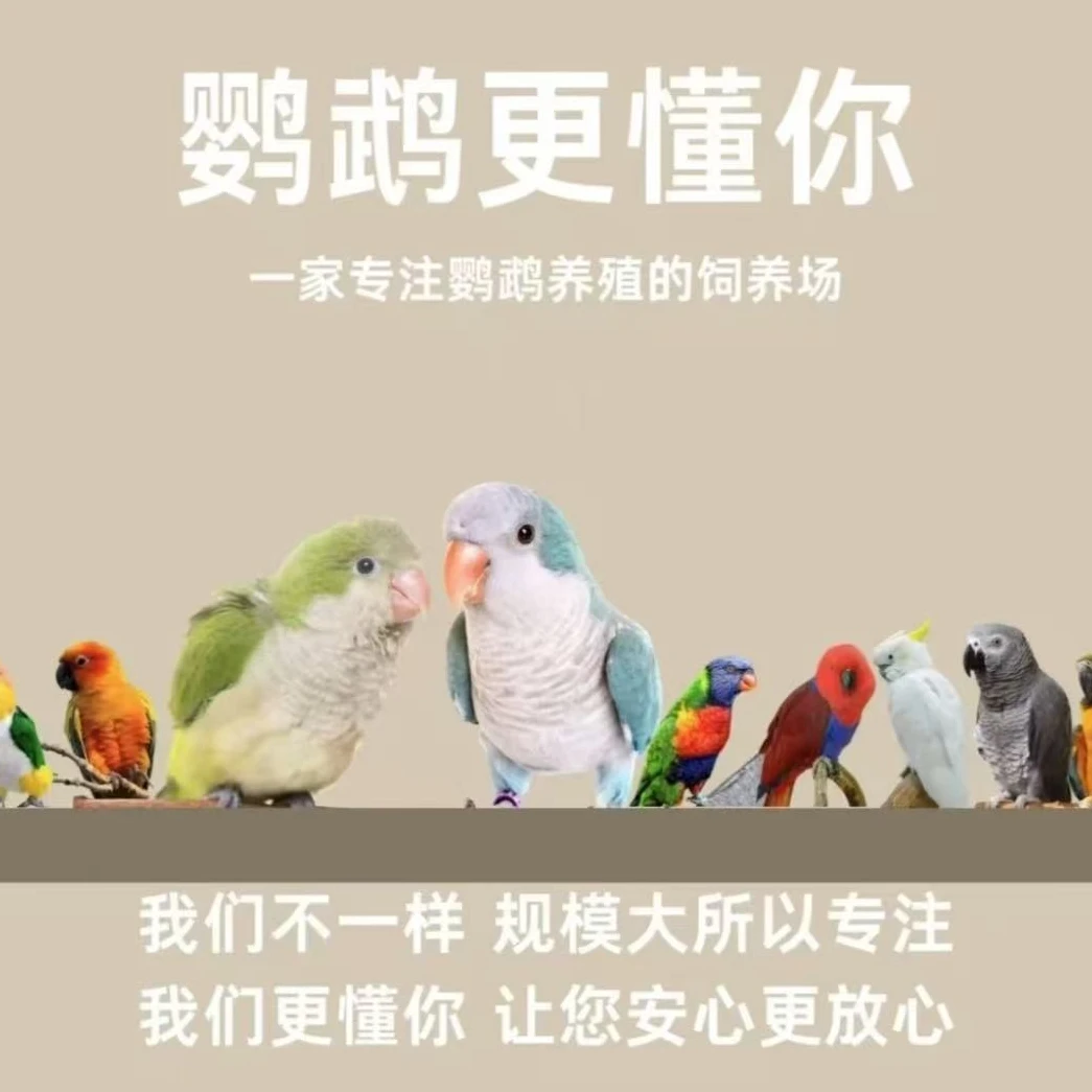 活体鹦鹉 各种手养鹦鹉 包活包健康（预售）