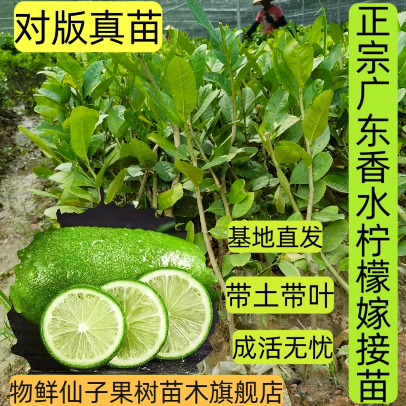广东香水柠檬果树苗台湾香水柠檬树苗尤力克柠檬苗广西土柠檬苗