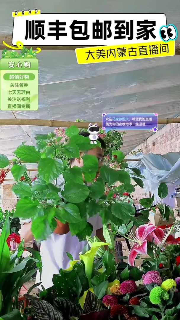 完全开放红色木槿
