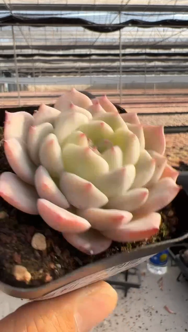 【闪购商品】福利款多肉-219