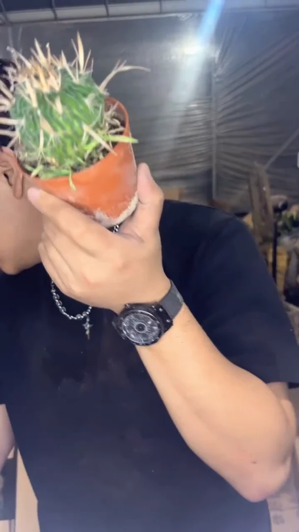 3颗振武玉【带根】