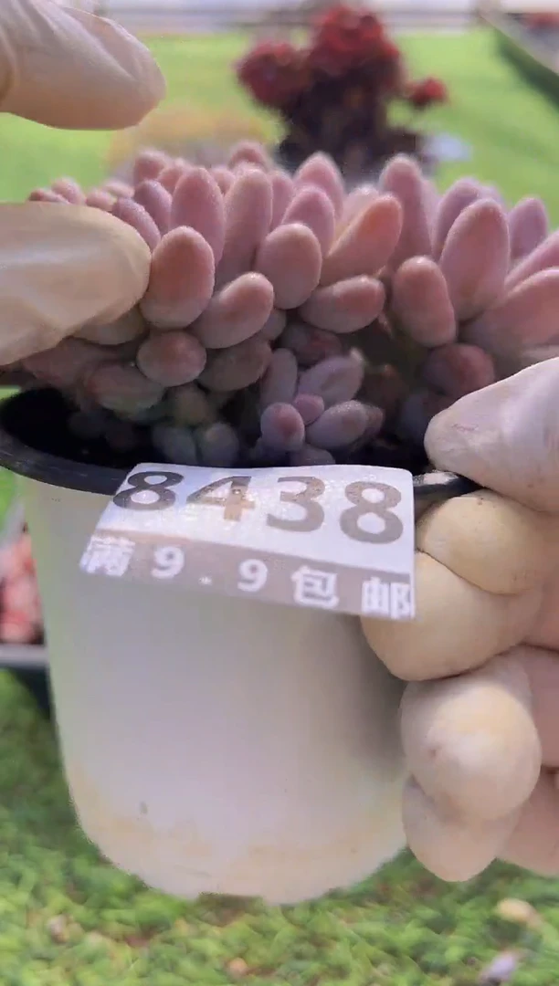 【闪购商品】信福多肉一物一拍