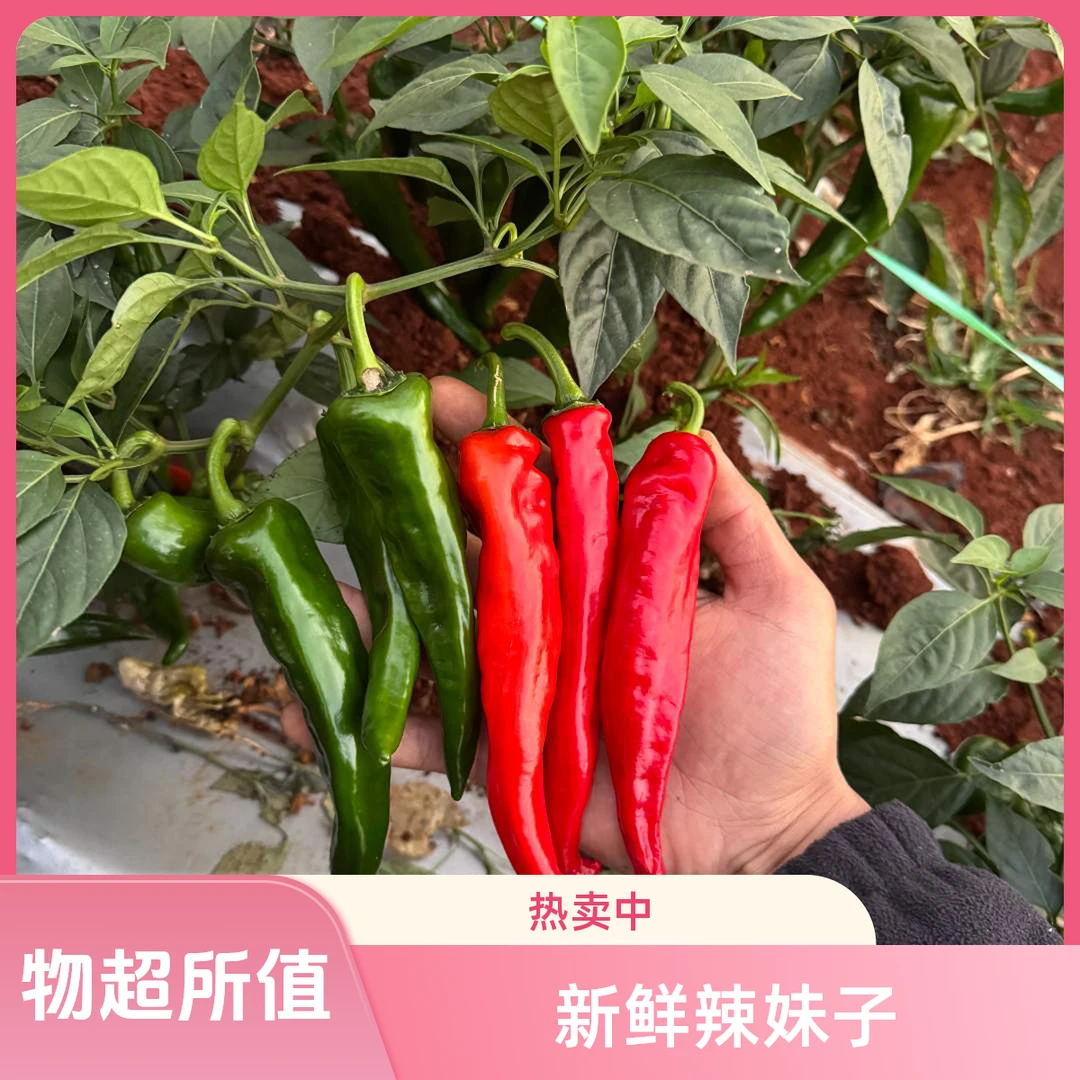 青红混装新鲜辣妹子辣椒现摘现发3/斤包邮