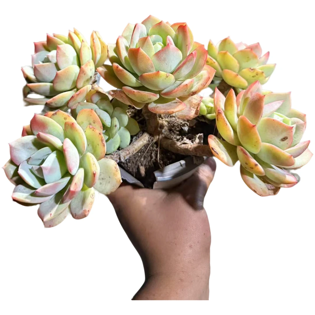 精品多肉    恋曲