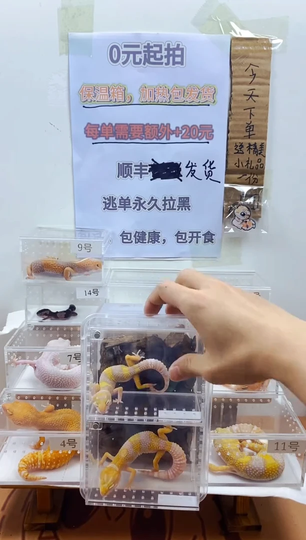 豹纹守宫豹纹守宫幼苗亚成体成体肥尾