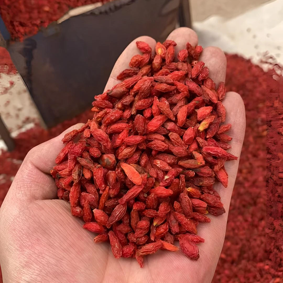 甘肃深山采摘野枸杞