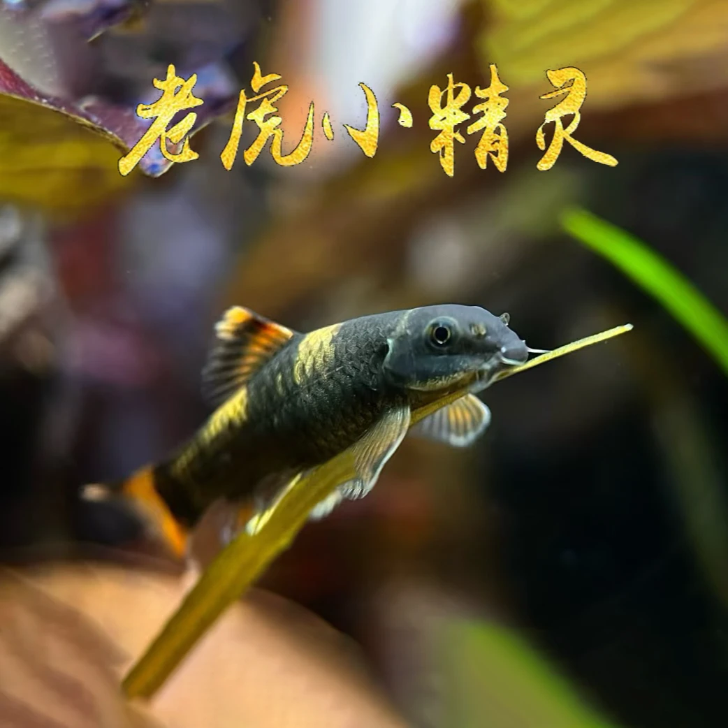 老虎小精灵鱼进口原生除藻除青苔工具鱼
