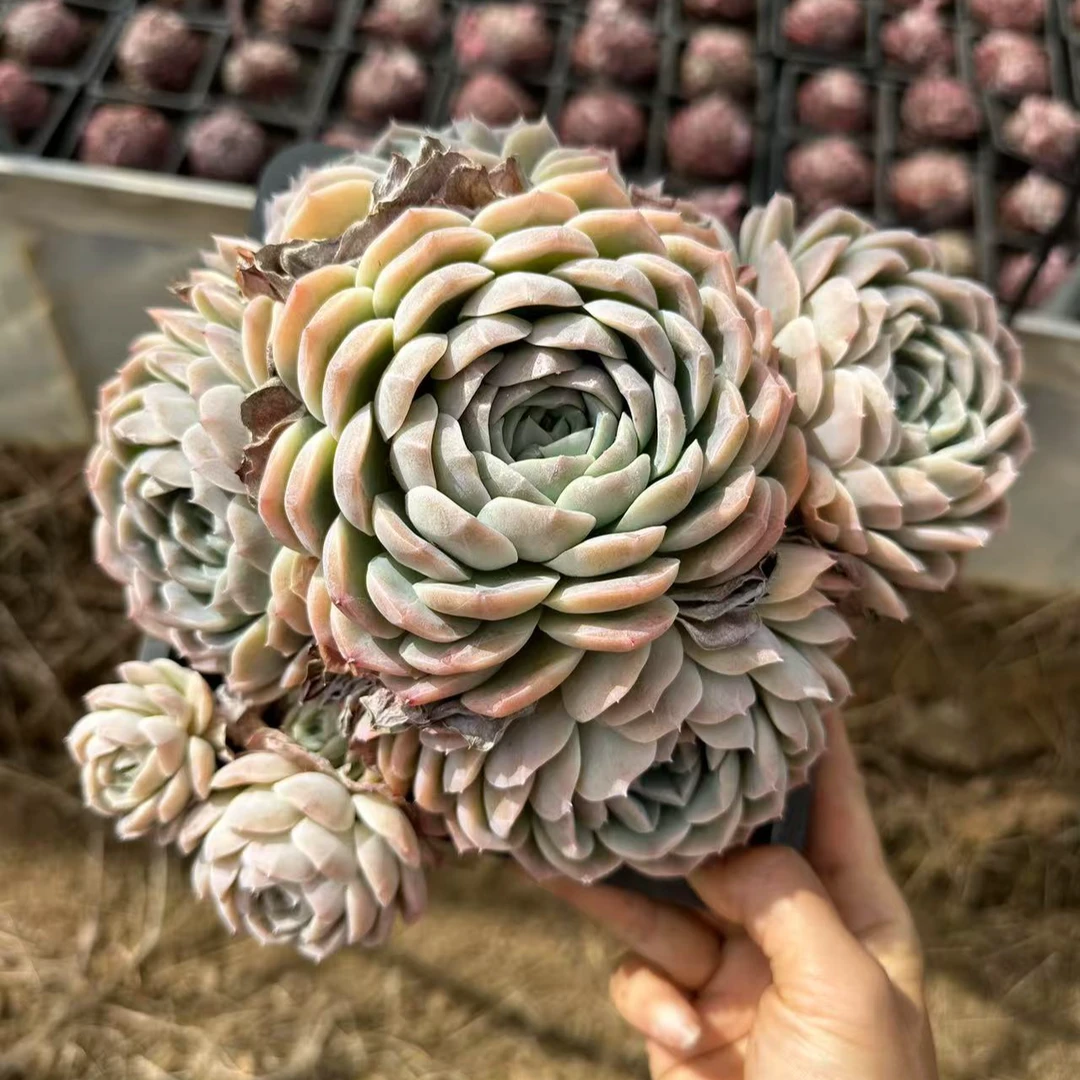 18#超级冰玉大群生前男友精品多肉 SM179