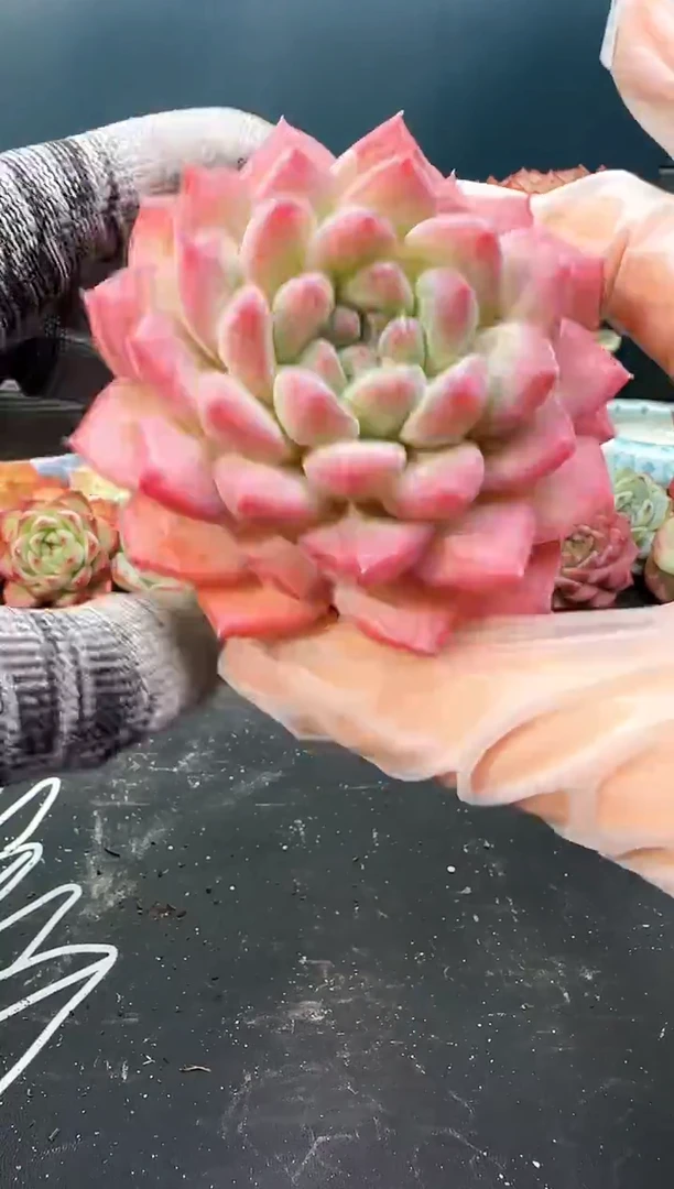 3064 z0690 冠幅7.5CM