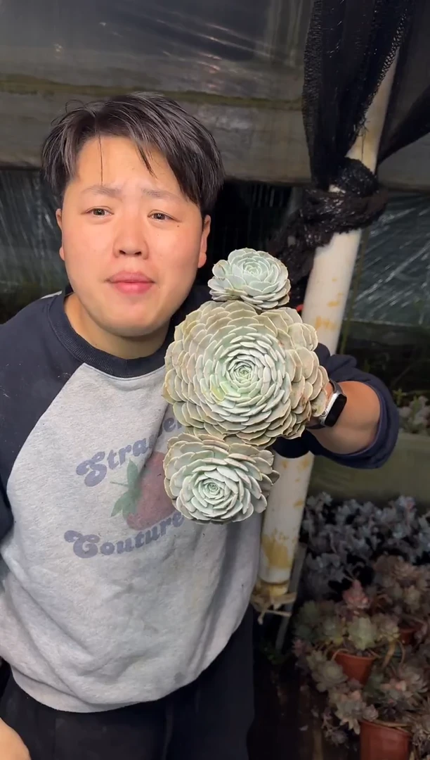 三头起天赐6.88