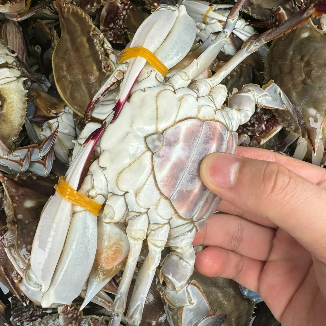 【保鲜不保活】优选梭子蟹 带黄大母蟹 2斤4-6只（单只4-6两)  充氧