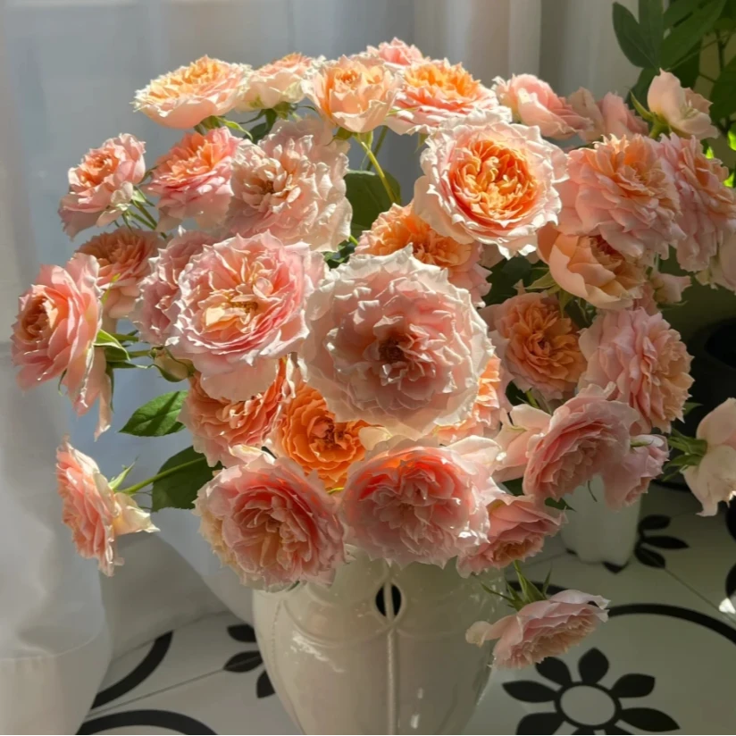 【探花甄选】杏色拉拉队 A级多头玫瑰 云南基地直发 两单起发顺丰