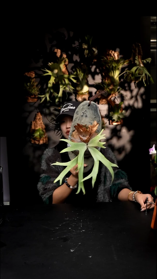 不开花植物LC0103-15 侏儒塔苏塔