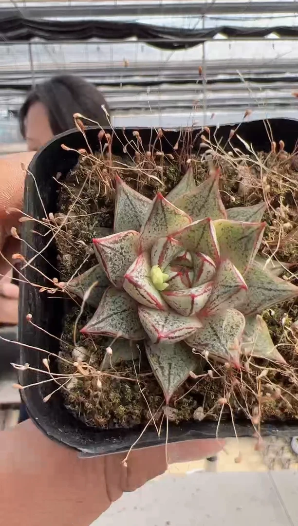 【闪购商品】新款多肉-282