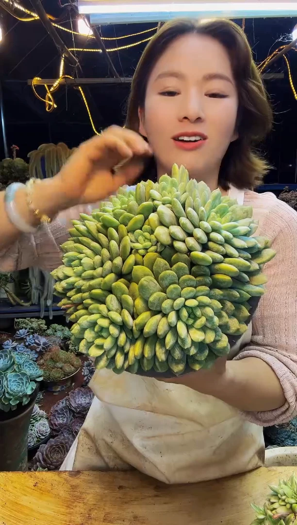 百达翡翠2号一物一拍