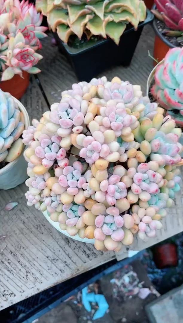 【闪购商品】19160多肉