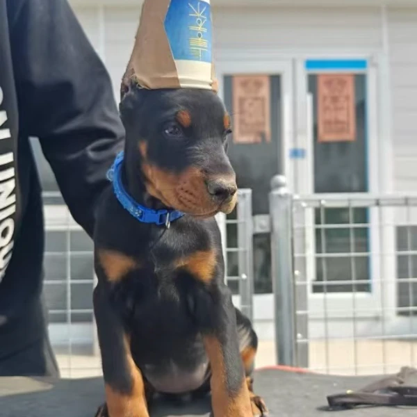 老王的杜宾高级宠物伴侣犬大型犬宠物看家护院