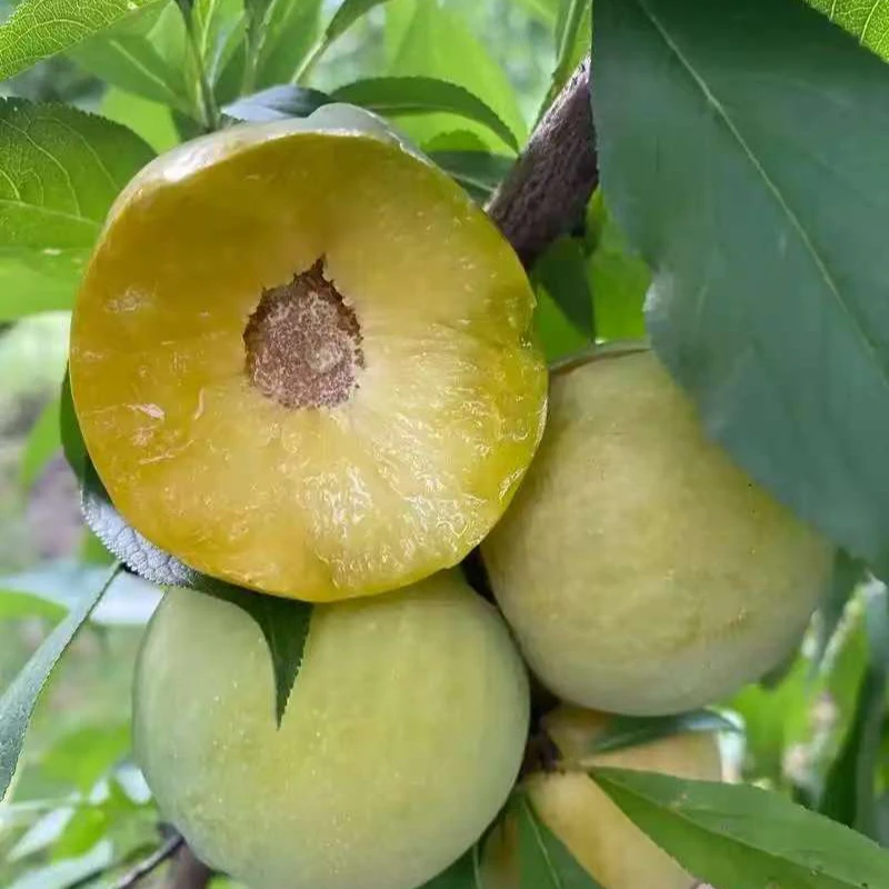 香甜清脆蜂糖李易脱骨应季水果产地直发包邮