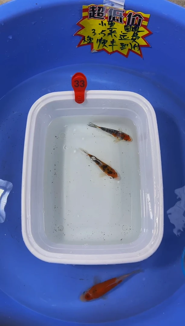锦鲤活体二号链接