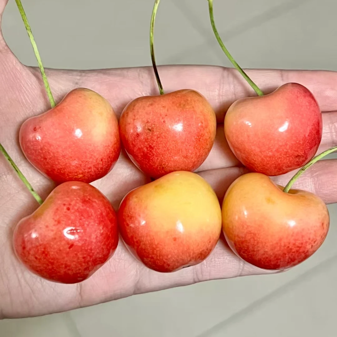 雷尼尔黄金车厘子黄樱桃顺丰空运智利海运J-4J内附果径卡