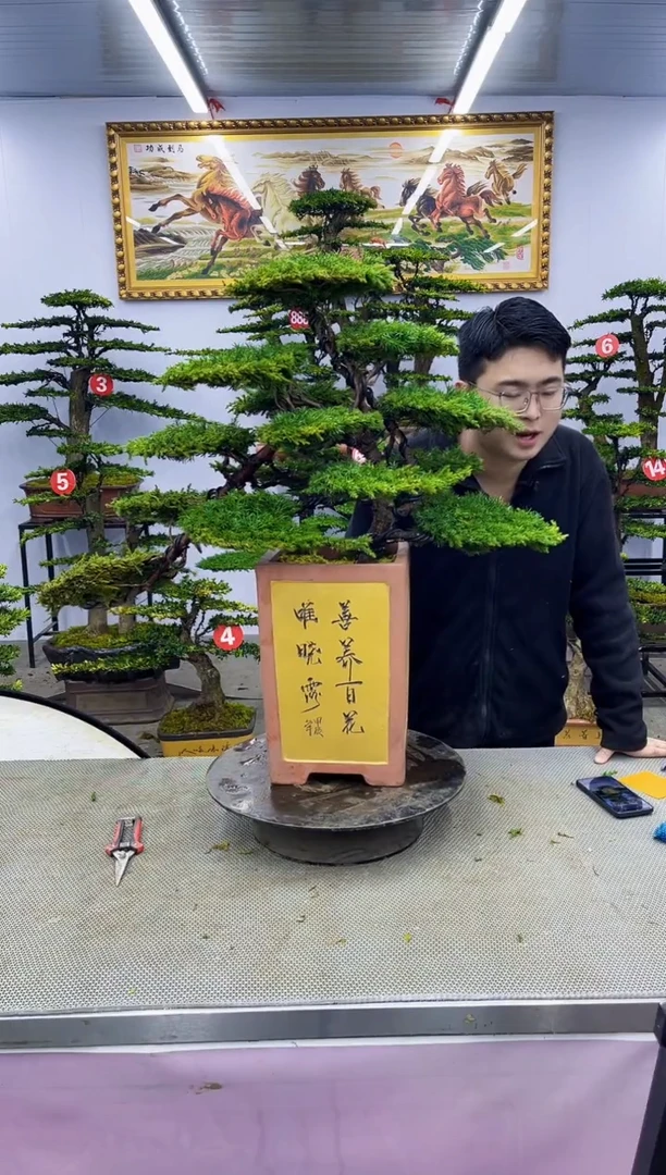 【闪购商品】八斗松/松类活物造型盆景，以直播间截图为啊啊啊啊啊