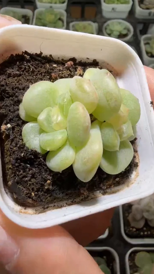 1145  荔枝多肉植物