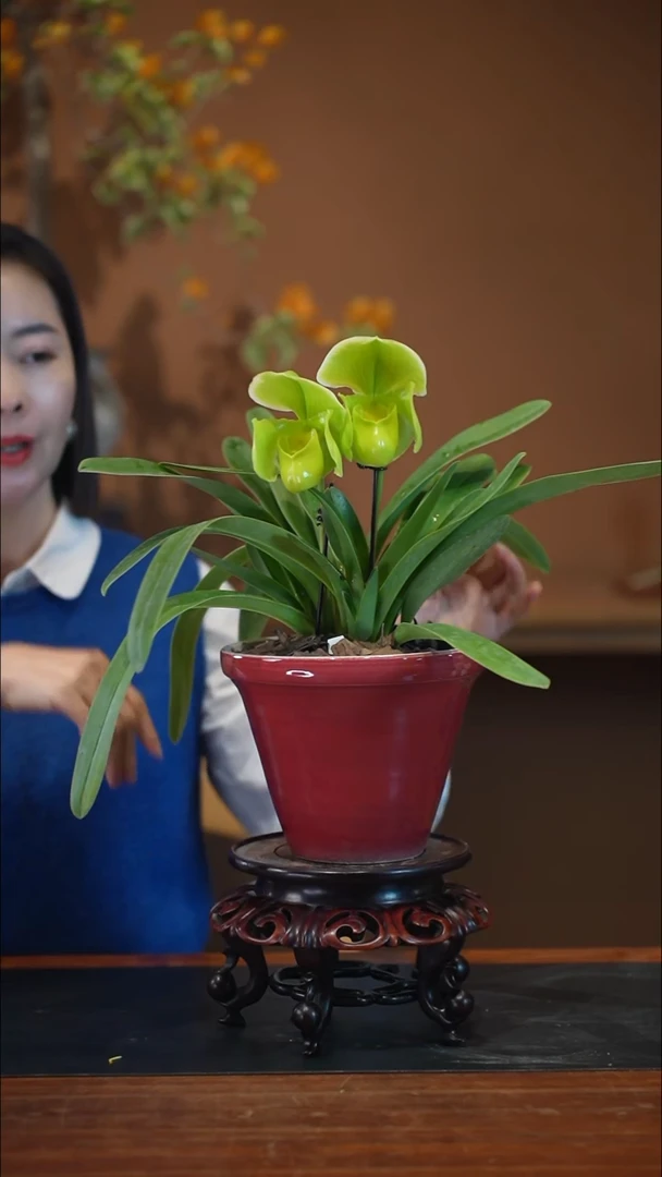 全部花朵绿肉饼红盆盆景盆景盆景