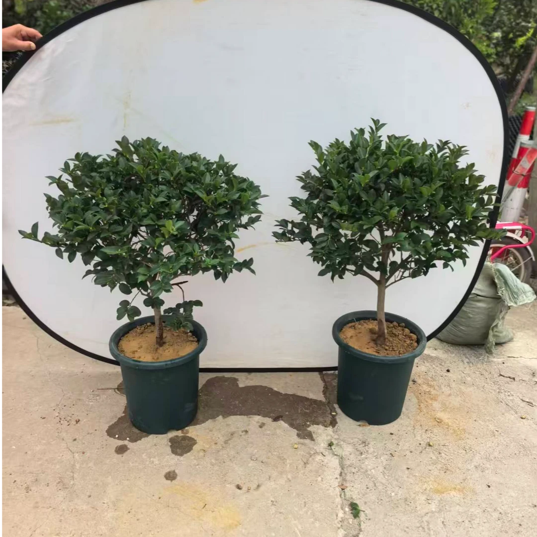 (一物一拍)冬季开花神器茶梅 四季常绿
