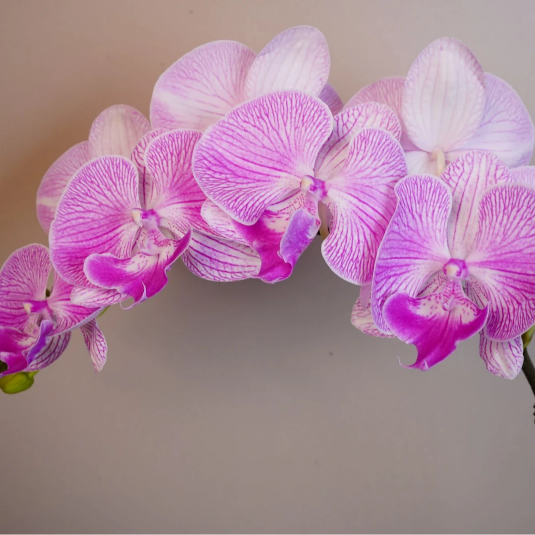 繁星里蝴蝶兰【摩登女郎2.8寸】带花带花苞开花珠发货
