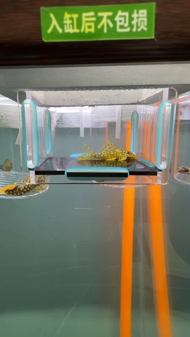 清道夫鱼020号14入缸不包损录制完整开箱视频5.5厘米
