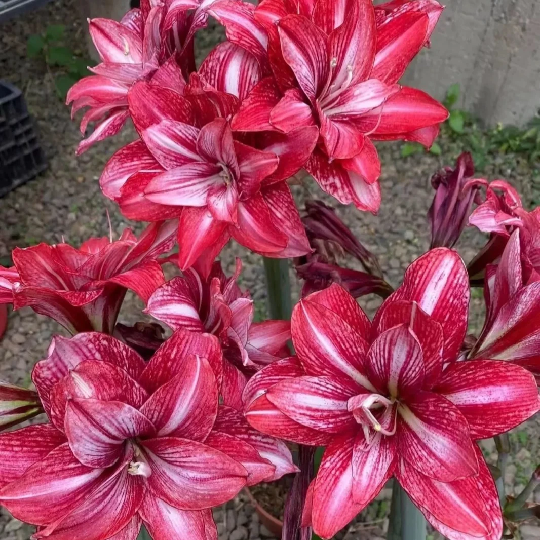 (紫金）朱顶红种球4-5厘米