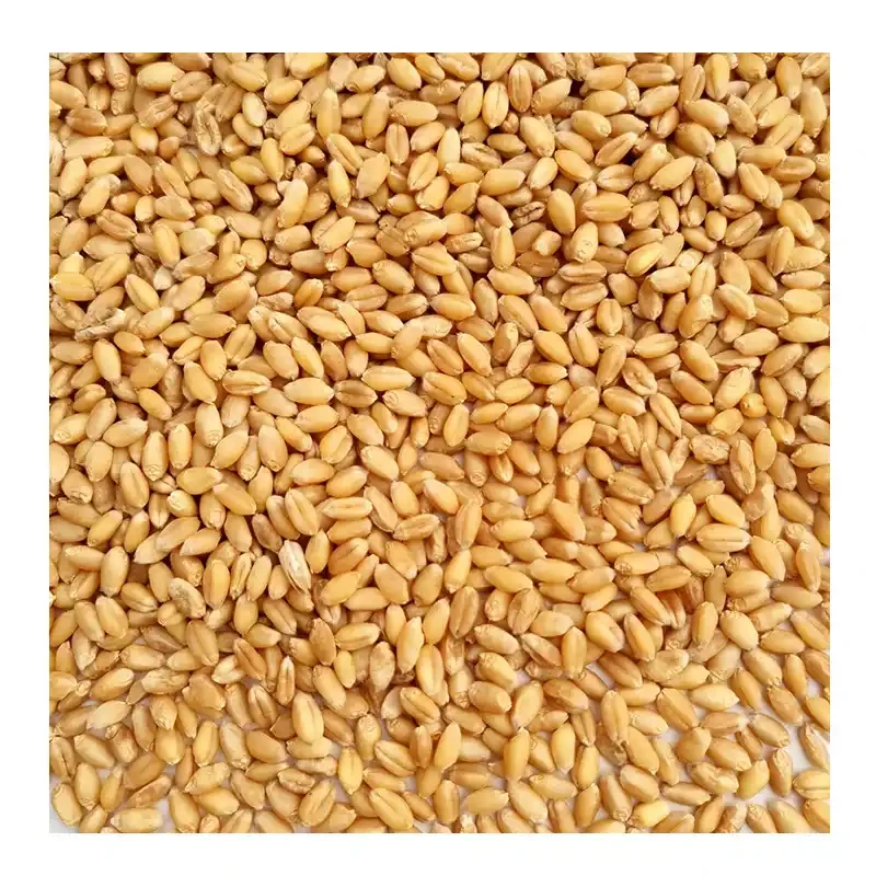 农场自留种 麦苗种5斤
