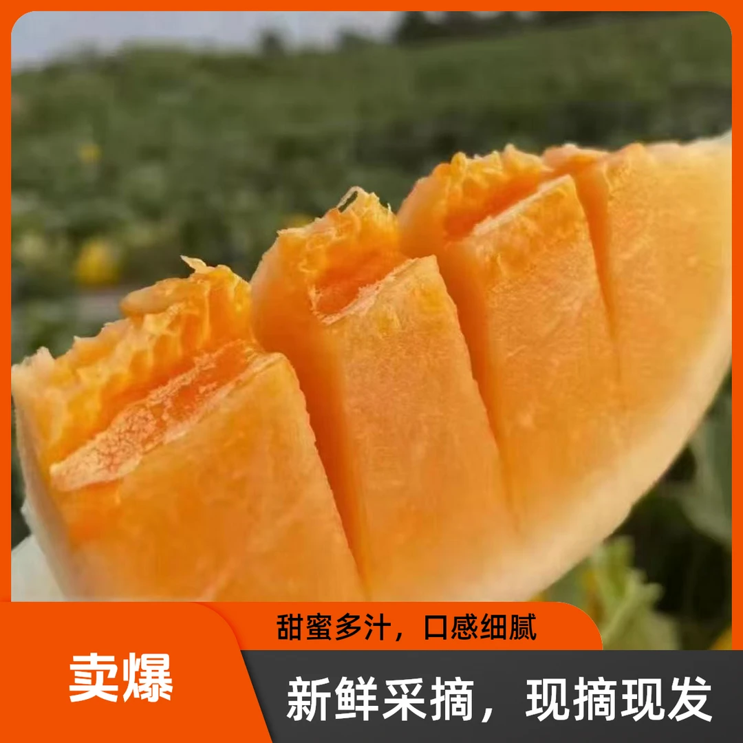 【销量专属】甘肃民勤蜜瓜 金红宝高甜多汁