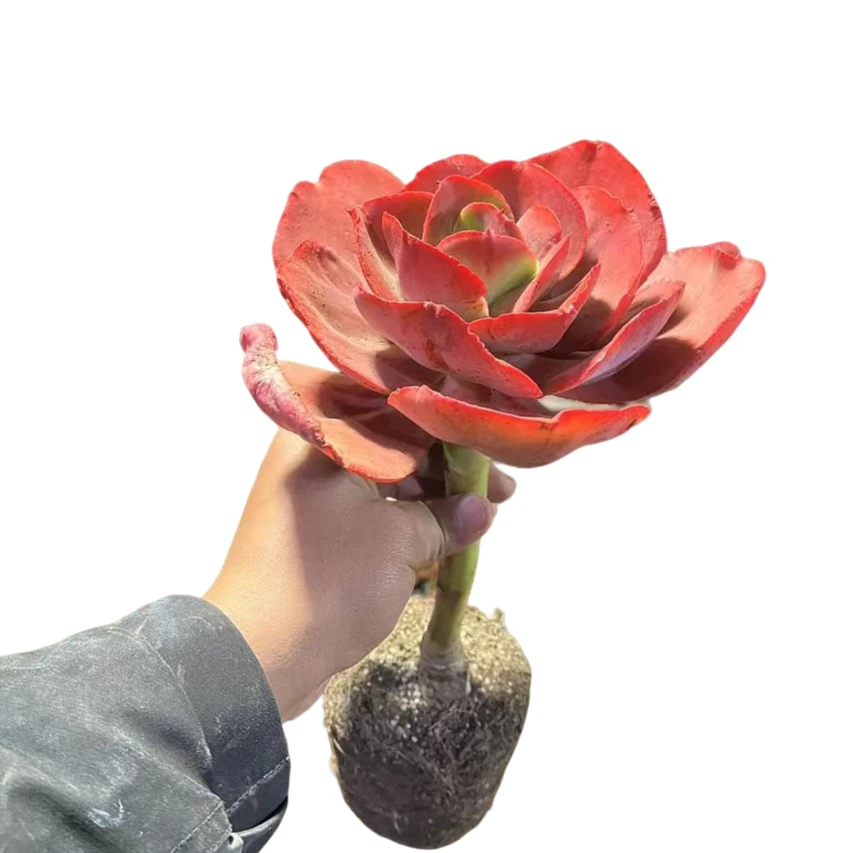 精品多肉   秀妍