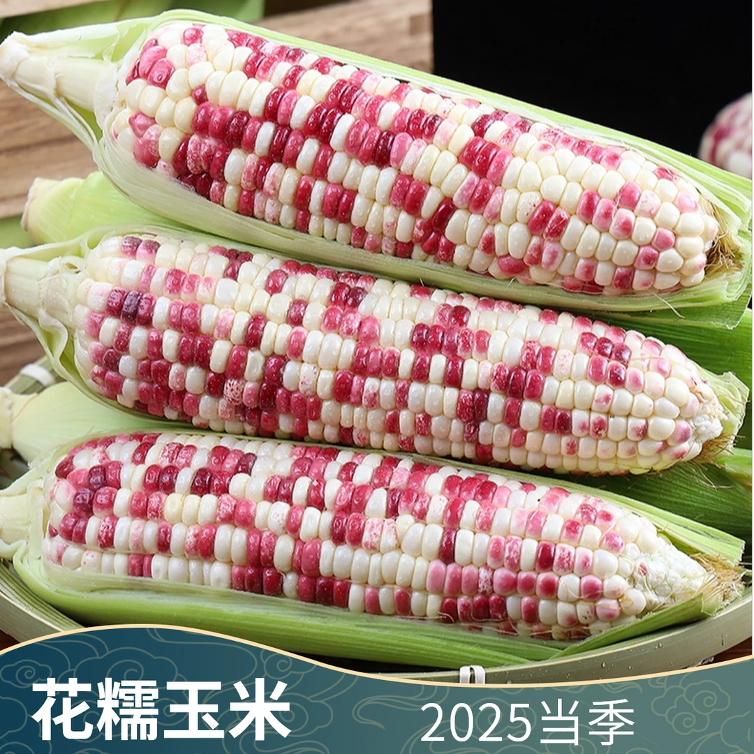 H2025当季【花糯玉米】新鲜多汁现摘甜糯玉米蔬菜带皮包谷带皮整箱