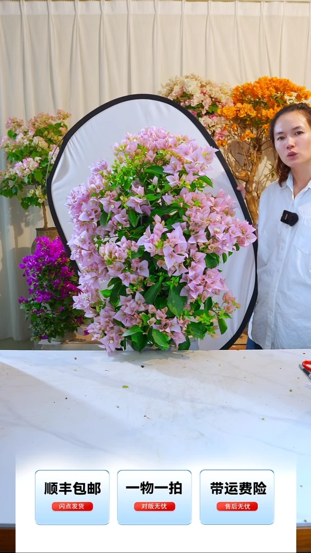 大部分开放少量花苞莫**姐粉天使