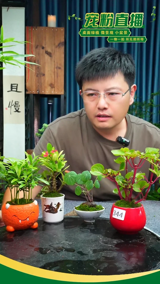 无花朵用****3苔藓微景观344号