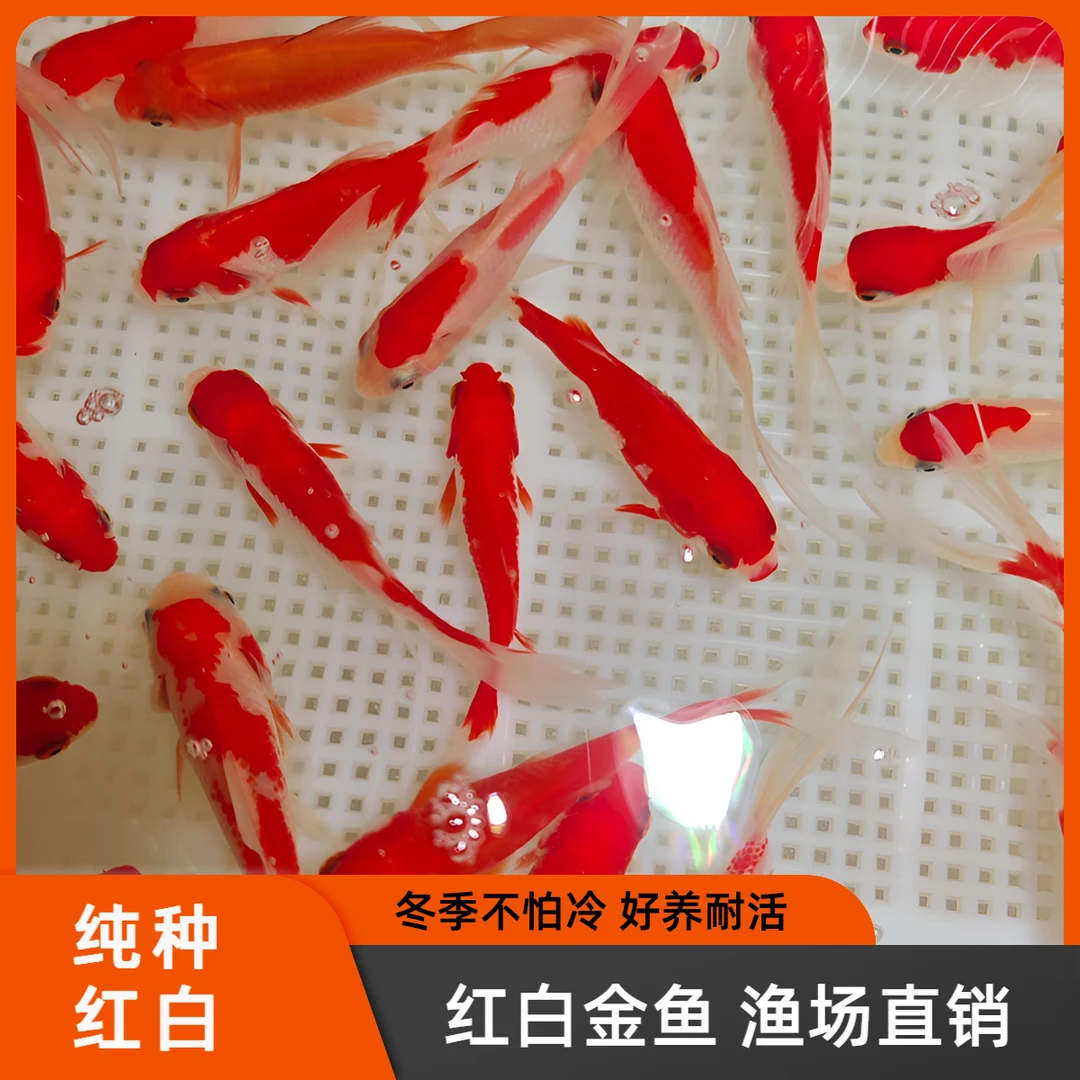 【新号宠粉】5-8公分樱花红白金鱼发3条备损2条到手5条混搭观赏鱼