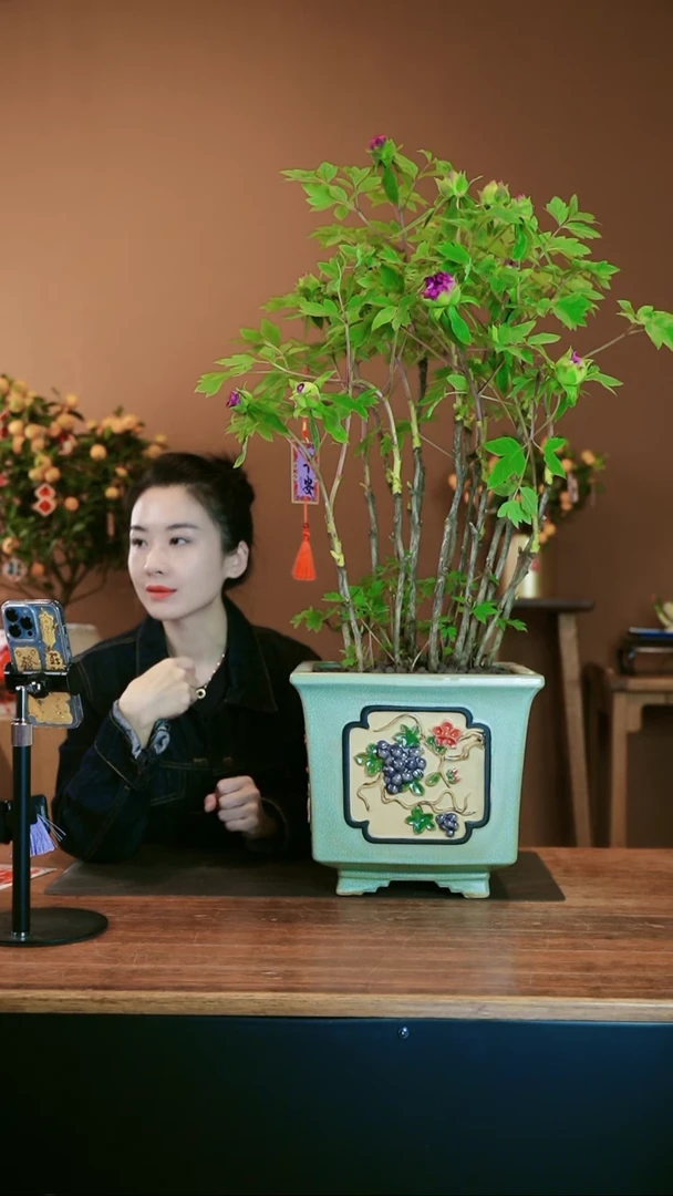 【闪购商品】盆景洛阳牡丹