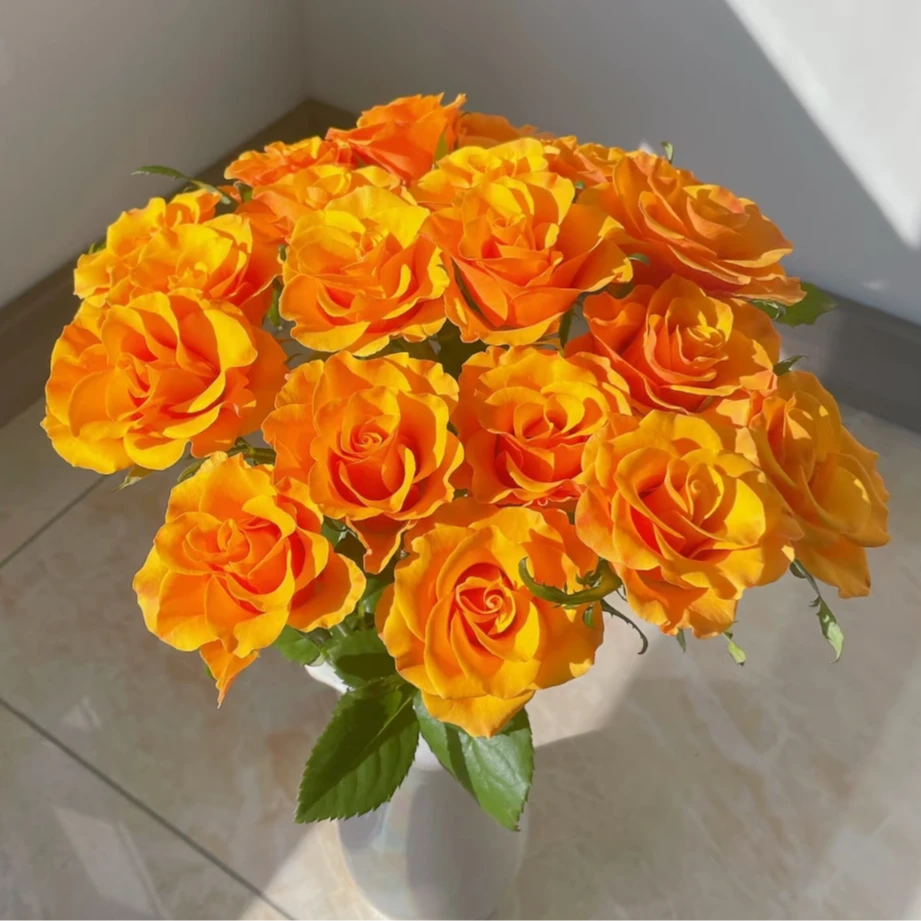 【北方玫小朵玫瑰&太空辉煌】北方玫瑰花期持久 两单顺丰包邮