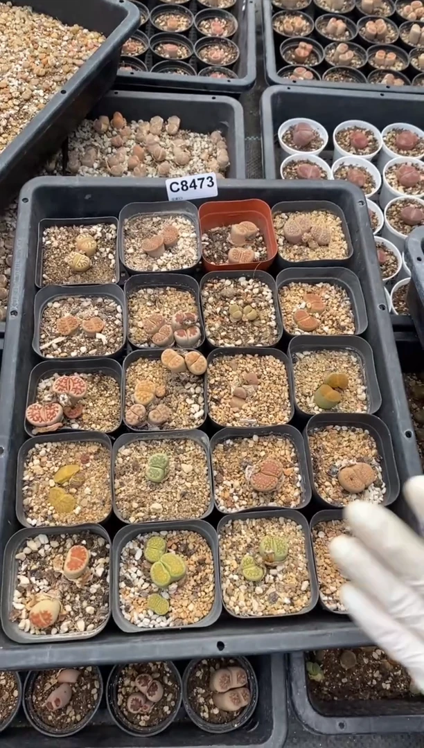 8474直播一物一拍