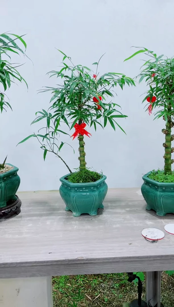 【闪购商品】竹子盆景竹子盆景