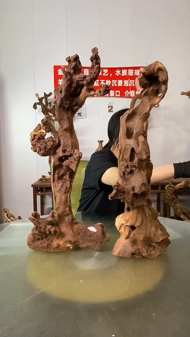 香榧木蓝*金丝红木 羊蹄甲2