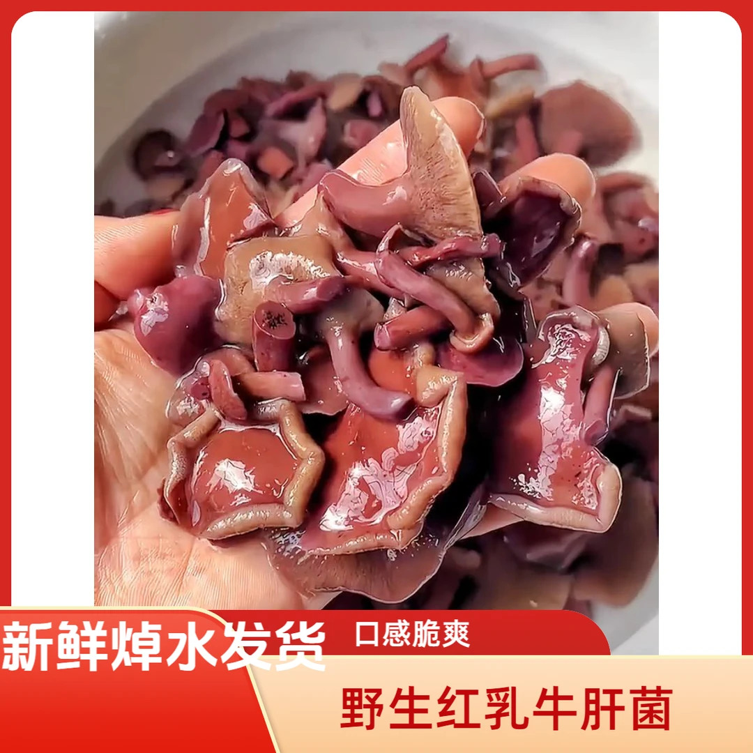 四川野生新鲜来自大山的味道野生红乳牛肝菌包邮焯水发货