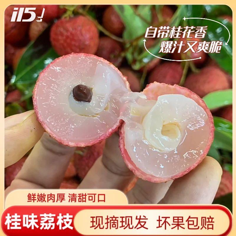 【顺丰冷链】5斤整箱广东桂味荔枝新鲜现摘现发产地夏季消暑水果3斤